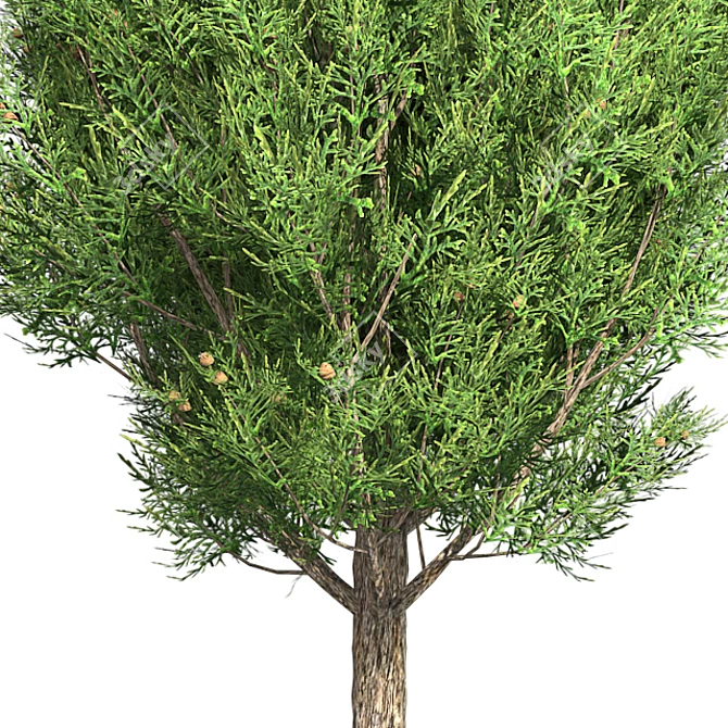 Italian Cypress Tree: High-Quality 4K Textures 3D model image 4