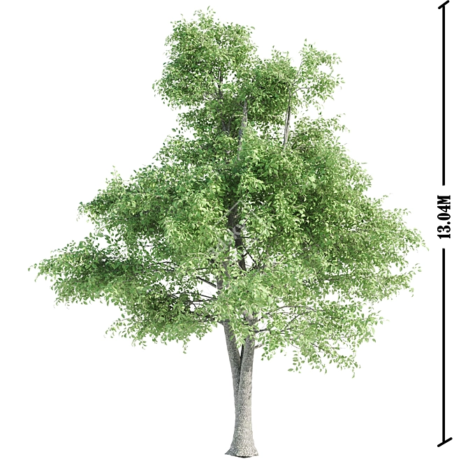 Exquisite Foliage Collection: 5 Spectacular Trees 3D model image 4