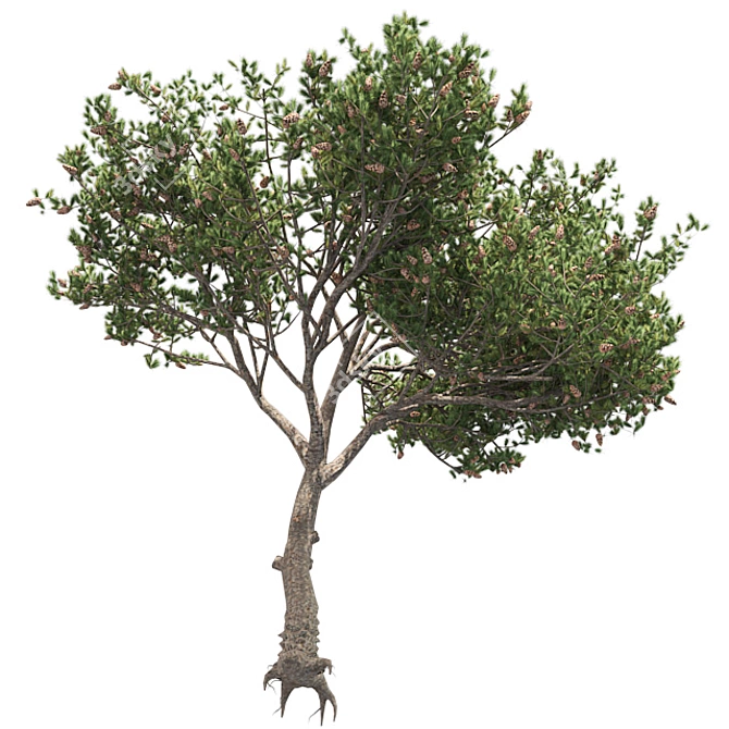 Italian Cypress 3D Tree 3D model image 2