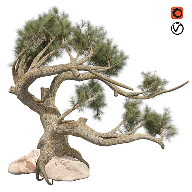 Optimized Jeffrey Pine Tree - Realistic 4K Textures 3D model image 1