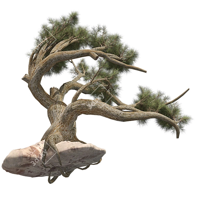 Optimized Jeffrey Pine Tree - Realistic 4K Textures 3D model image 2