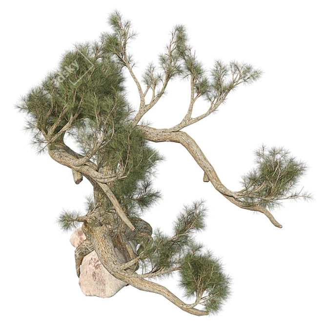 Optimized Jeffrey Pine Tree - Realistic 4K Textures 3D model image 3