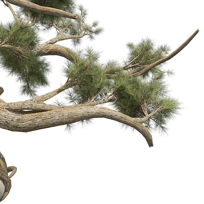 Optimized Jeffrey Pine Tree - Realistic 4K Textures 3D model image 4