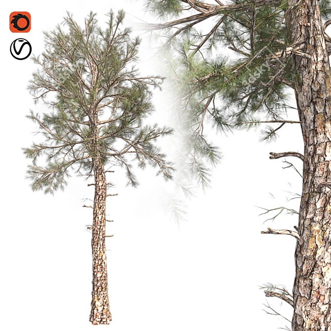 Lush Loblolly Pine: Optimal Quad Topology 3D model image 1