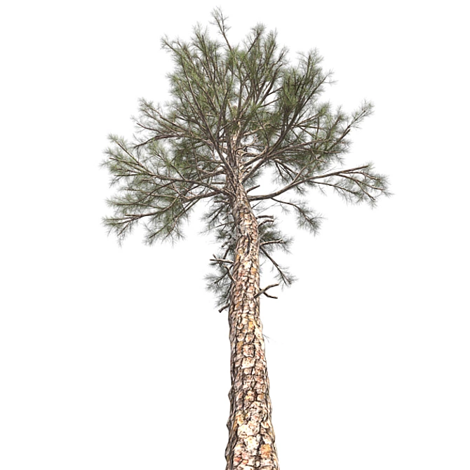 Lush Loblolly Pine: Optimal Quad Topology 3D model image 2