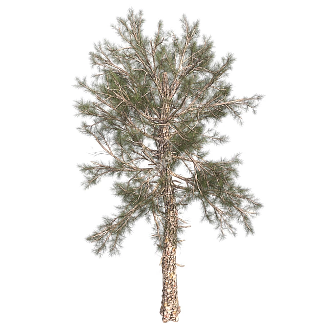 Lush Loblolly Pine: Optimal Quad Topology 3D model image 3