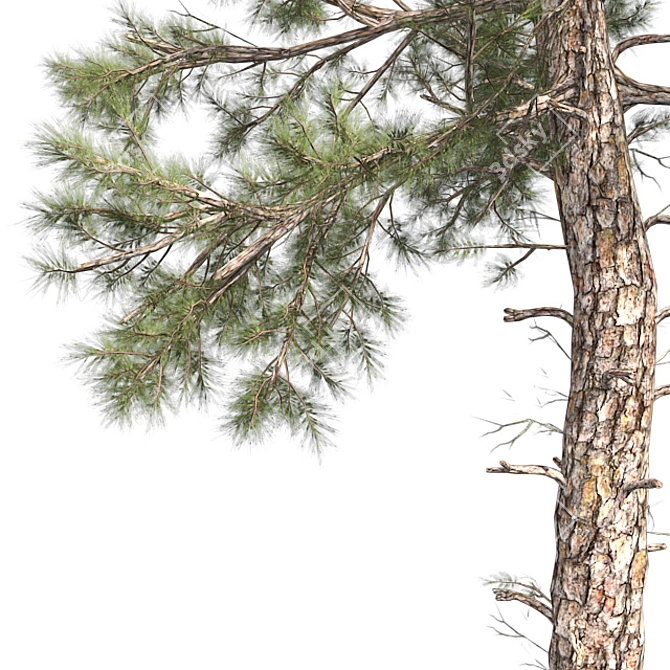 Lush Loblolly Pine: Optimal Quad Topology 3D model image 4