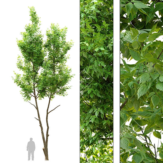 Tall Ash Tree - 12m Height 3D model image 1