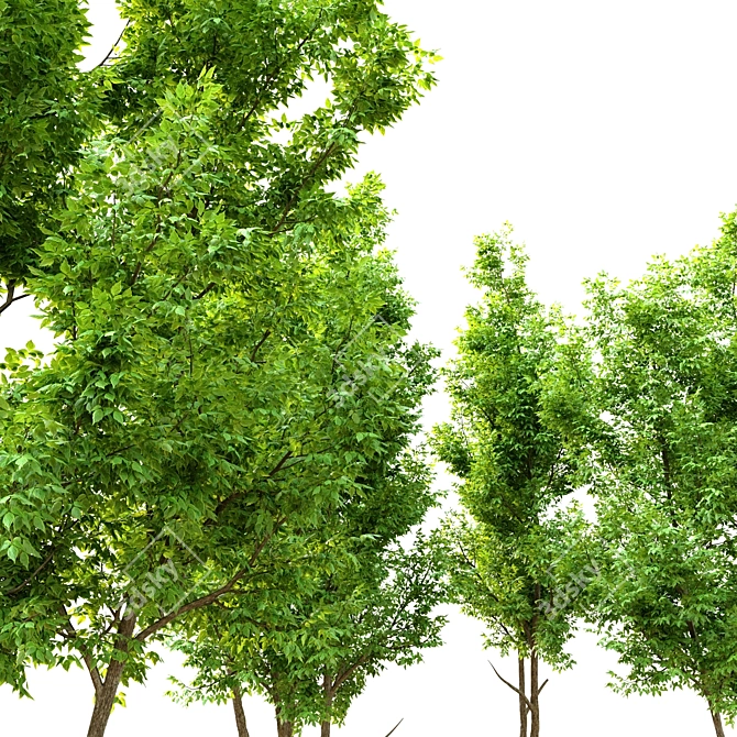 Tall Ash Tree - 12m Height 3D model image 2