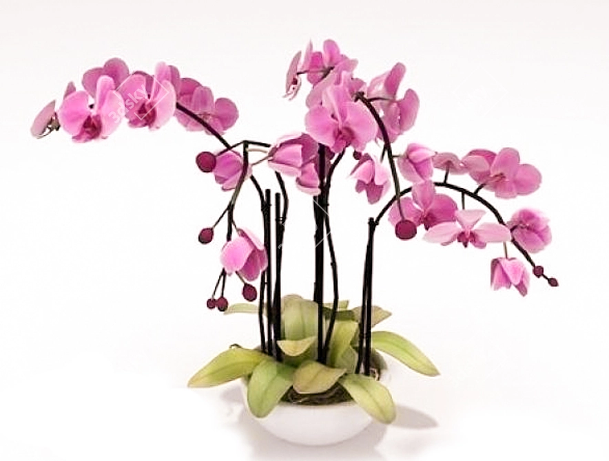 Pink Phalaenopsis Orchid 3D model image 1