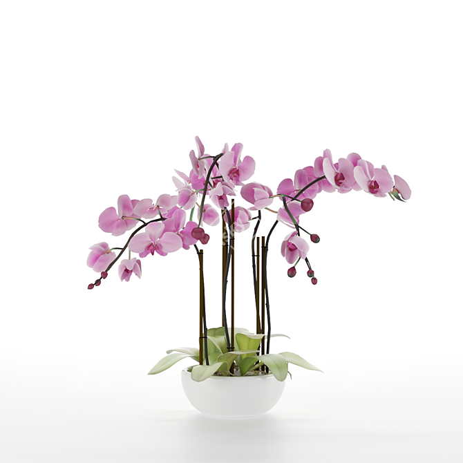 Pink Phalaenopsis Orchid 3D model image 2