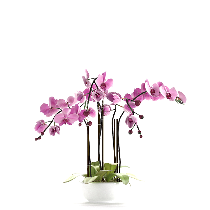 Pink Phalaenopsis Orchid 3D model image 3