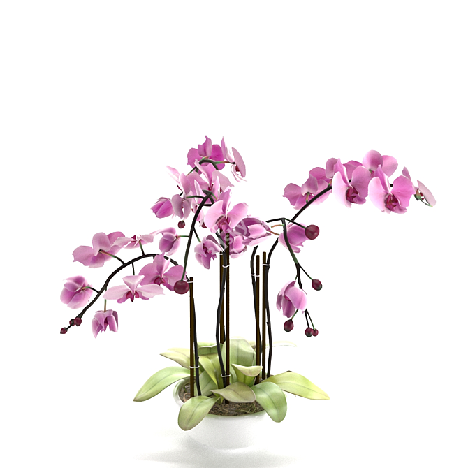 Pink Phalaenopsis Orchid 3D model image 4
