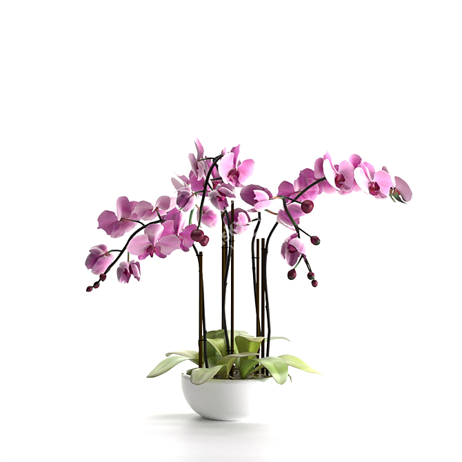 Pink Phalaenopsis Orchid 3D model image 6