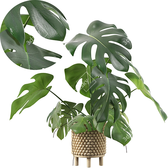 Tropical Monstera Plant - 90cm 3D model image 1