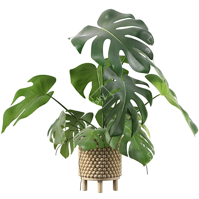 Tropical Monstera Plant - 90cm 3D model image 3