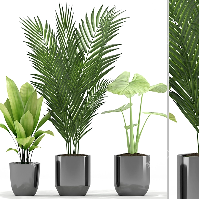 Tropical Greenery: Majesty Palm, Alocasia, Aspidistra Set 3D model image 1