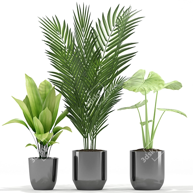 Tropical Greenery: Majesty Palm, Alocasia, Aspidistra Set 3D model image 2