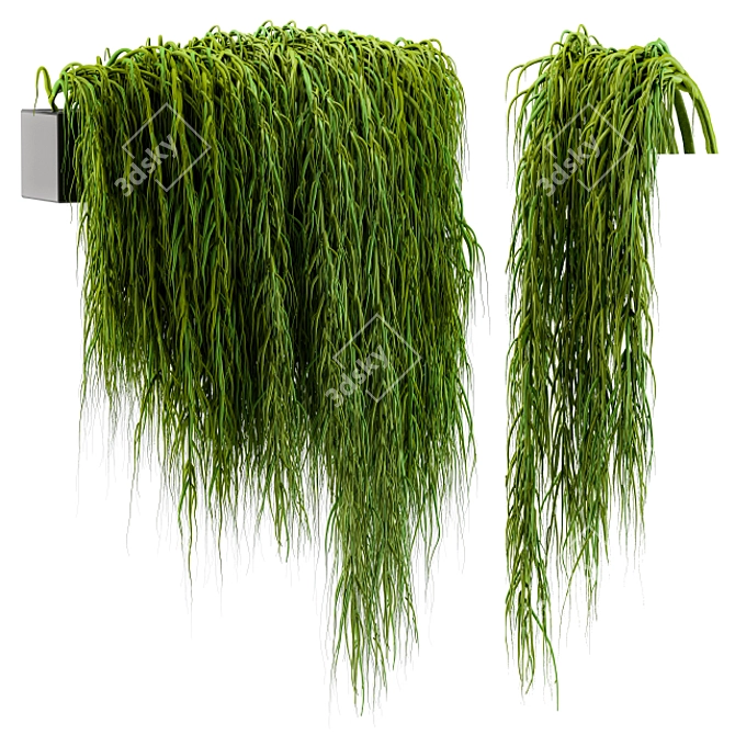 Evergreen Hanging Ivy Plant 3D model image 1