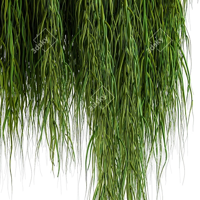 Evergreen Hanging Ivy Plant 3D model image 2