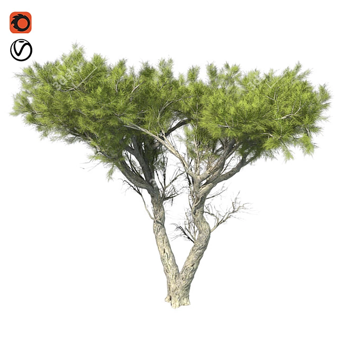 Monterey Cypress Tree: Realistic and Optimized 3D Model 3D model image 1