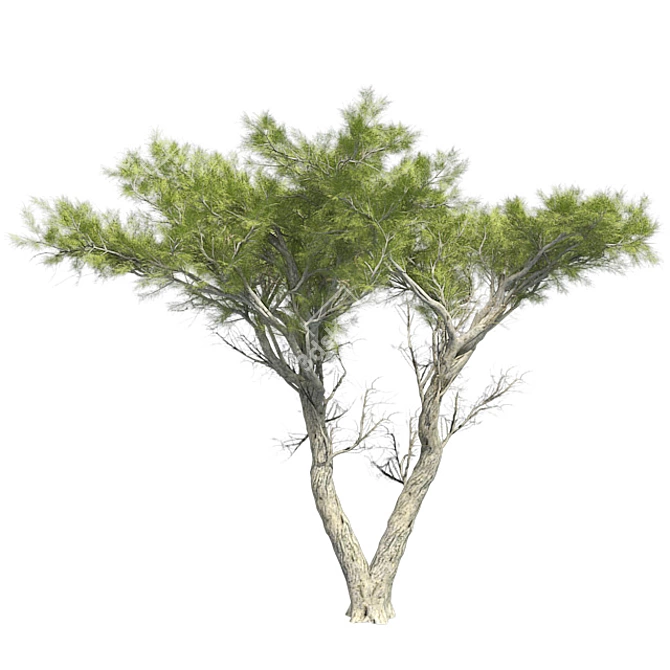 Monterey Cypress Tree: Realistic and Optimized 3D Model 3D model image 2