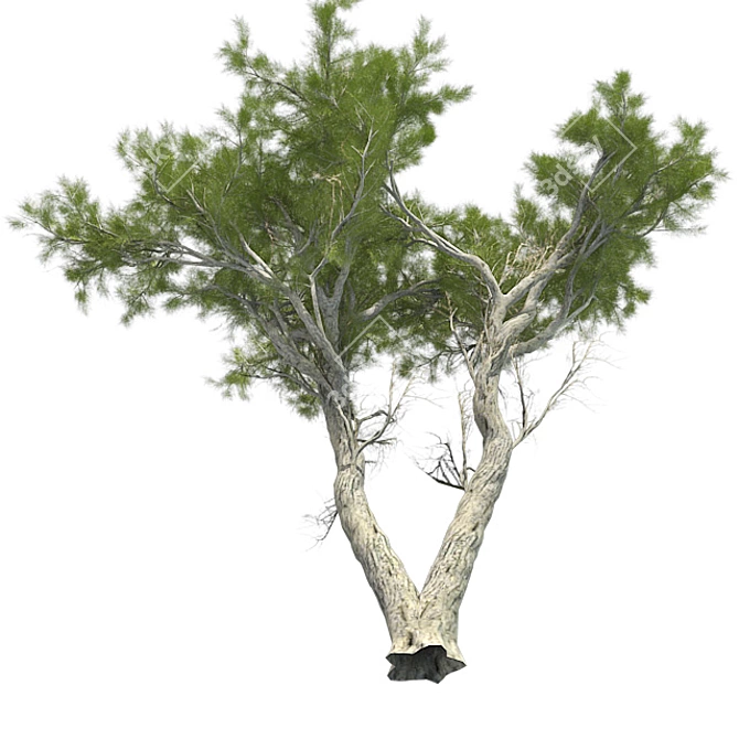 Monterey Cypress Tree: Realistic and Optimized 3D Model 3D model image 3