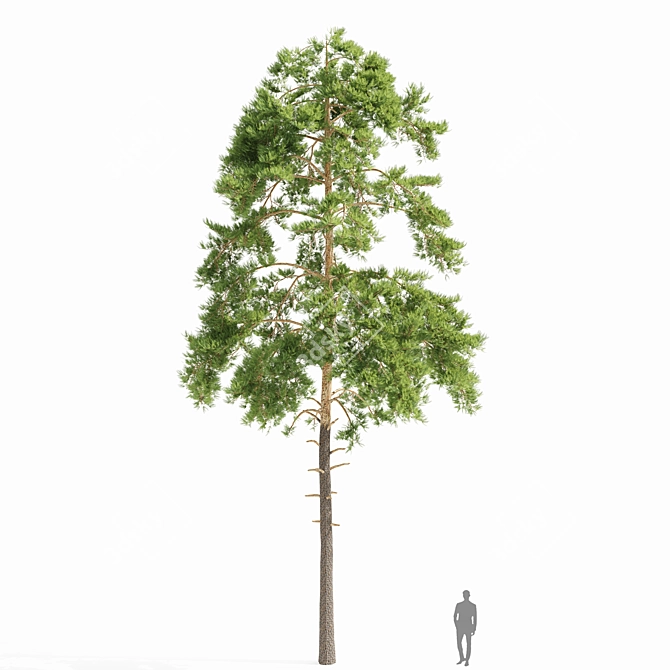 Japanese Red Pine Tree Model 3D model image 1