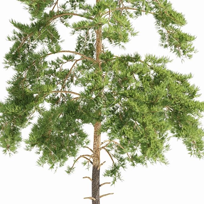 Japanese Red Pine Tree Model 3D model image 2