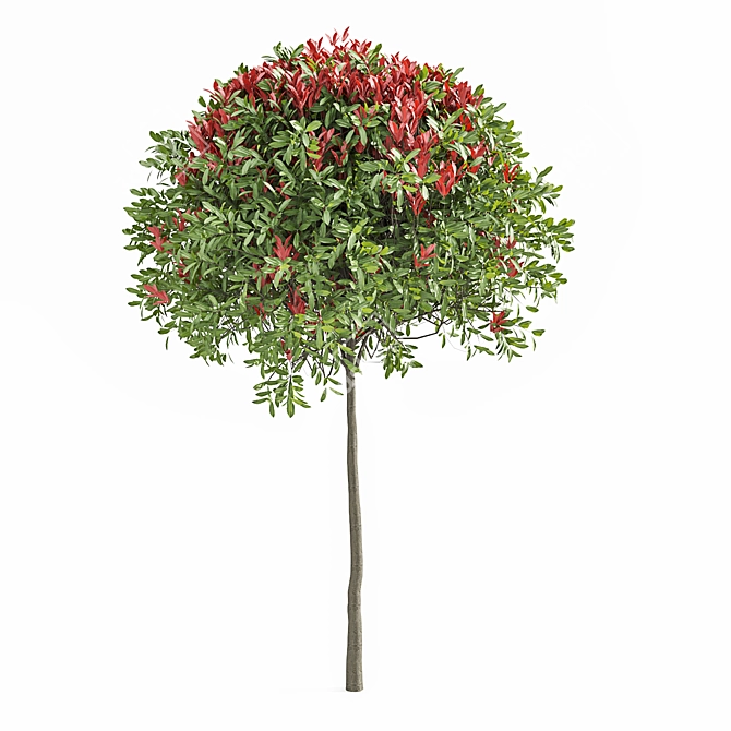 Ruby Glow Photinia Tree 3D model image 3