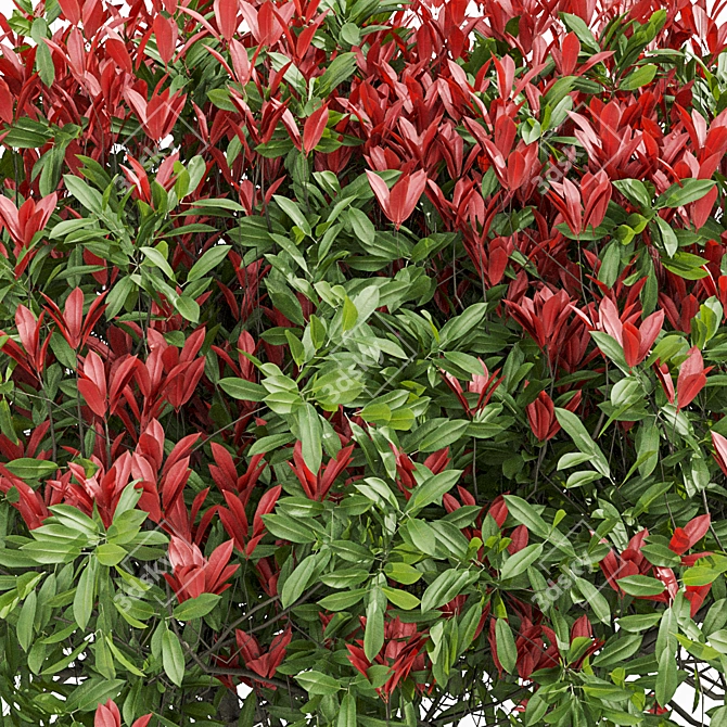 Ruby Glow Photinia Tree 3D model image 4