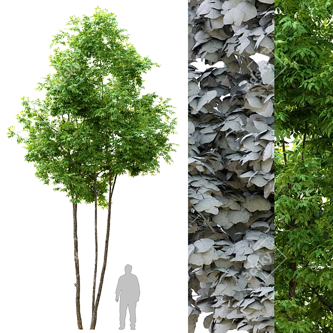 Tall Ash Tree - 6m High 3D model image 1