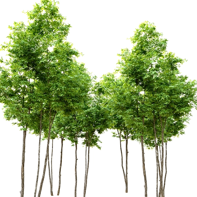 Tall Ash Tree - 6m High 3D model image 2