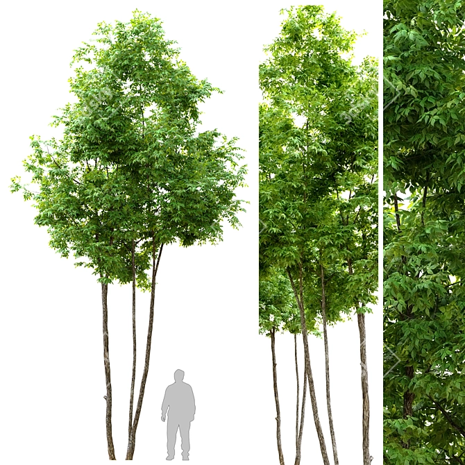 Tall Ash Tree - 6m High 3D model image 3