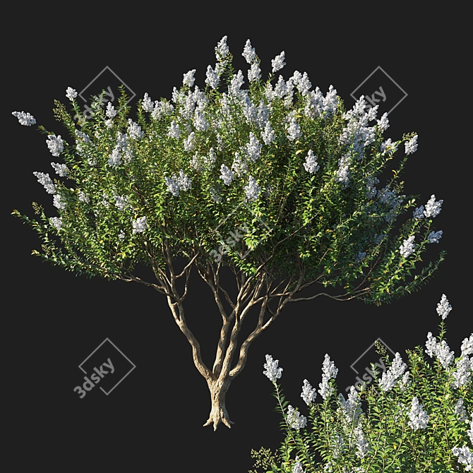 Myrtle Dream White Flowers 3D model image 1