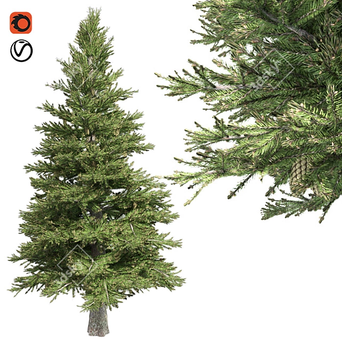 Premium Norway Spruce Tree 3D model image 1