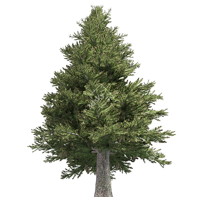 Premium Norway Spruce Tree 3D model image 2