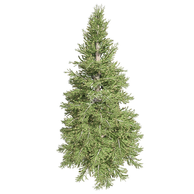 Premium Norway Spruce Tree 3D model image 3