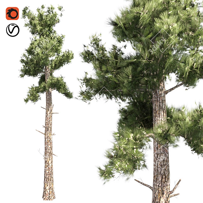 Optimized Conifer Tree Model 3D model image 1