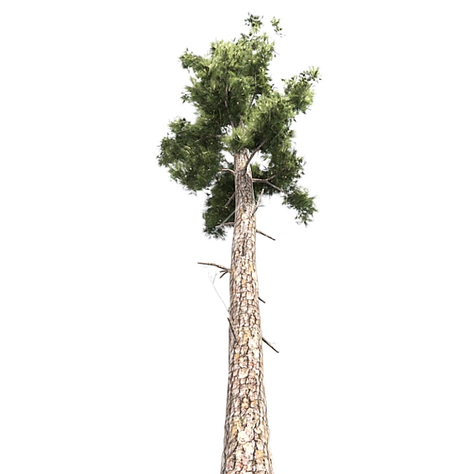 Optimized Conifer Tree Model 3D model image 2