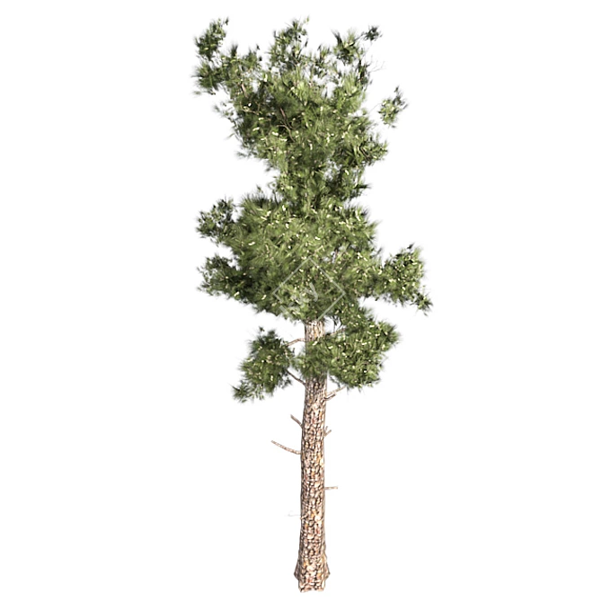 Optimized Conifer Tree Model 3D model image 3