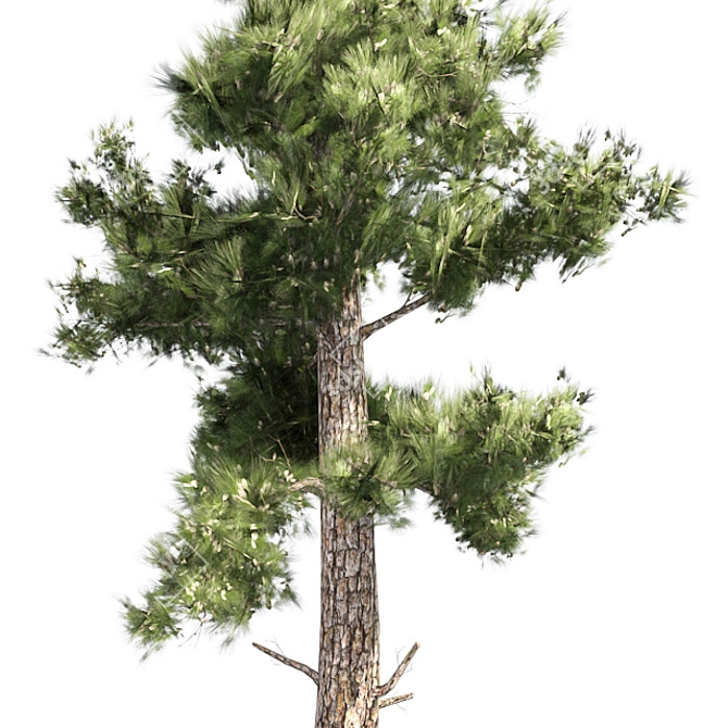 Optimized Conifer Tree Model 3D model image 4