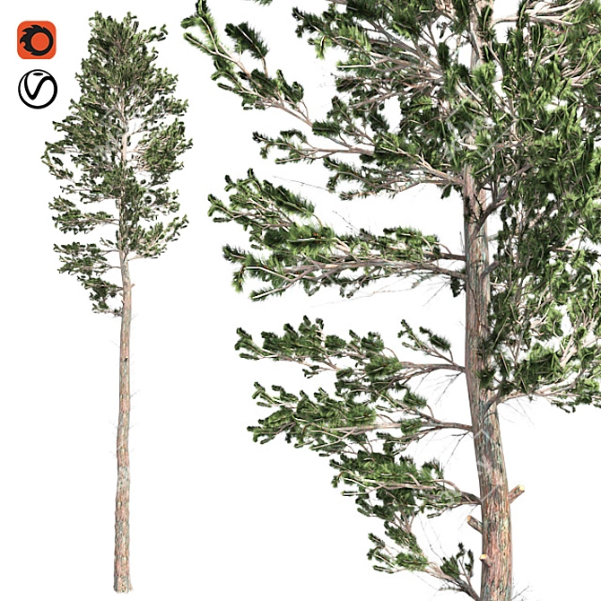 Natural Scots Pine Tree - Optimized with Clean Topology 3D model image 1