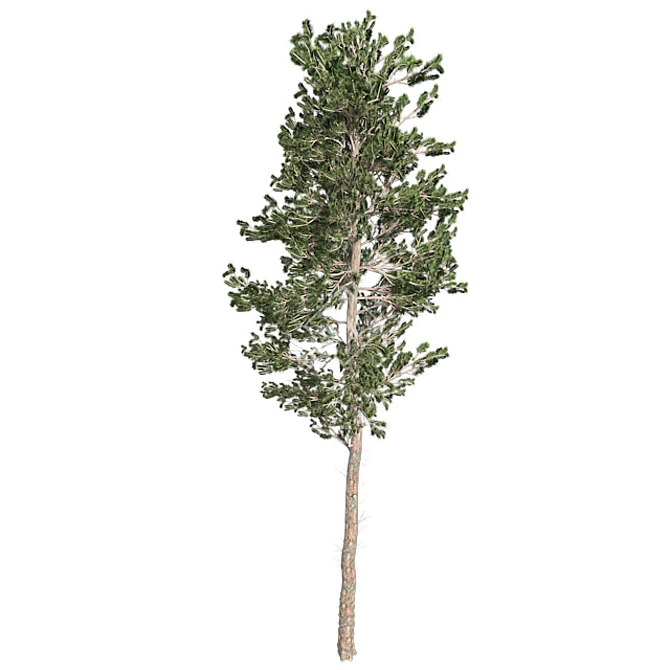 Natural Scots Pine Tree - Optimized with Clean Topology 3D model image 3