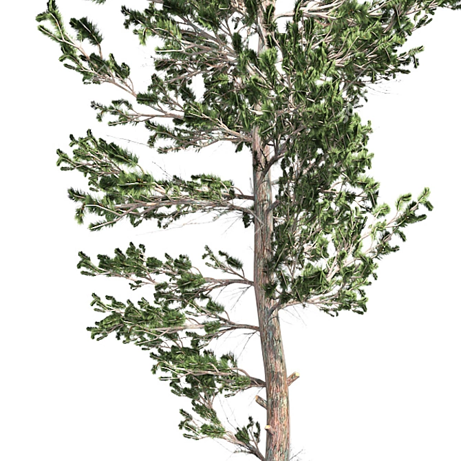 Natural Scots Pine Tree - Optimized with Clean Topology 3D model image 4