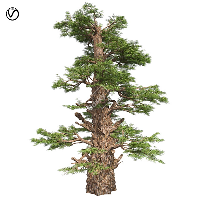 Optimized Western Juniper Tree 3D model image 1