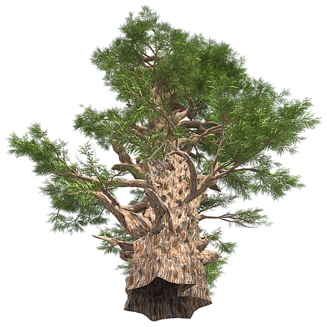 Optimized Western Juniper Tree 3D model image 2