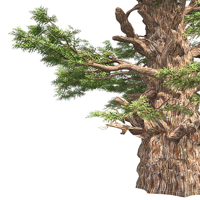 Optimized Western Juniper 99% Quad Tree 3D model image 4