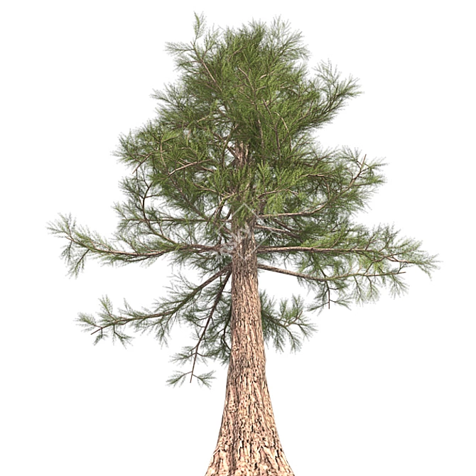 Premium Western Red Cedar Tree 3D model image 2