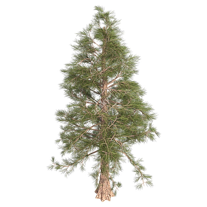 Premium Western Red Cedar Tree 3D model image 3